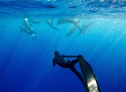 Girl freediving with dolphins | Alexandra Freeman || FII www.freedivinginstructors.com