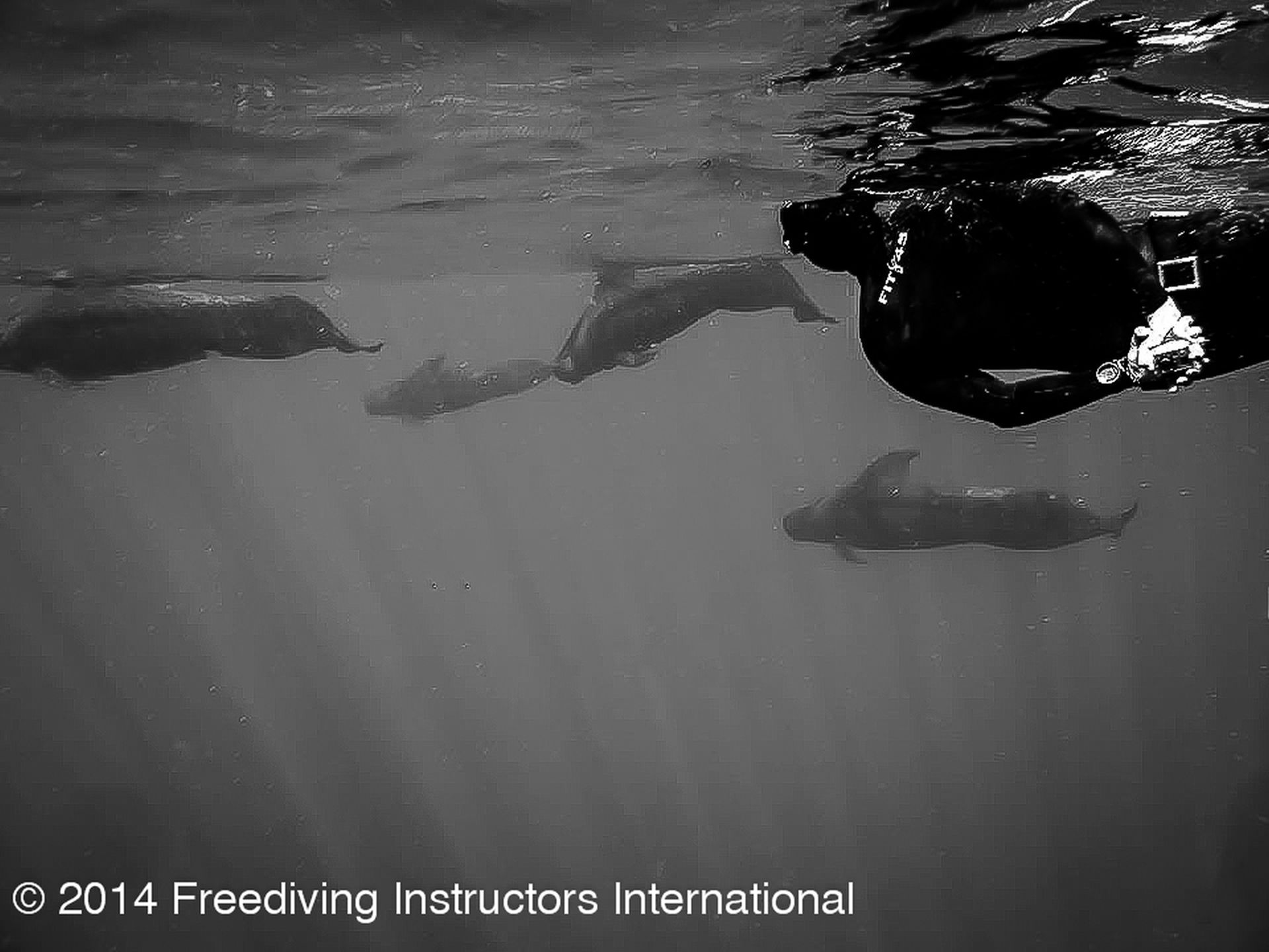 FII Freediver and Shortfinned Pilot Whales during the FII Kona Freediving Camp