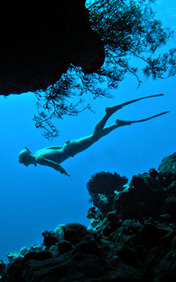 Replacement Certification Card